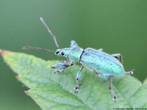 Image of Phyllobius (Phyllobius) arborator (Herbst 1797)