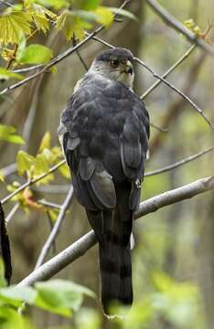 Image of Cooper's Hawk