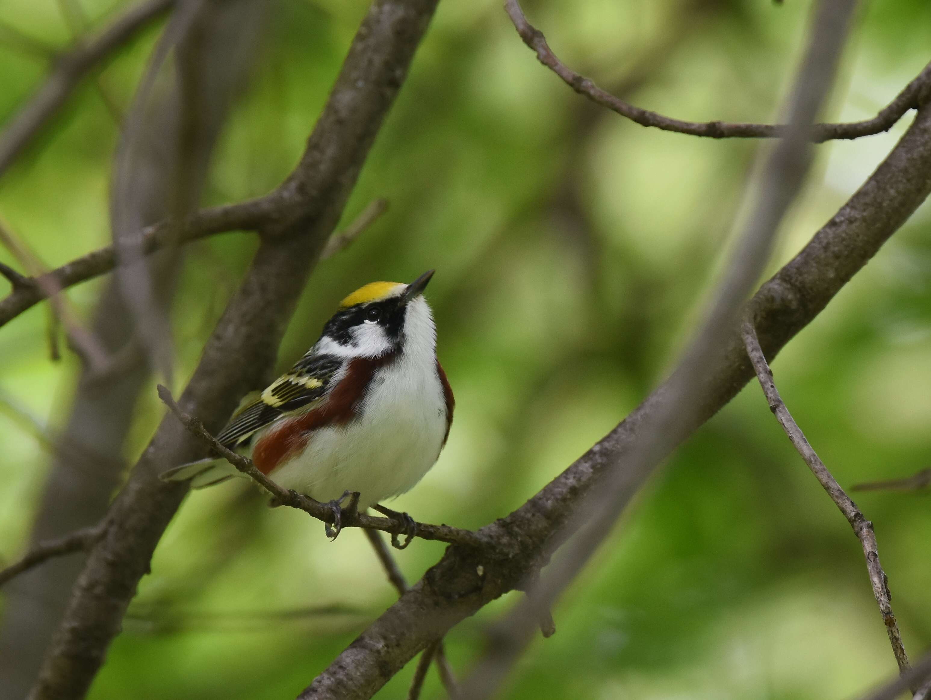 Image of Chestnut-sided Warbler