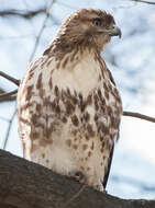 Image of Eastern Red-tailed Hawk