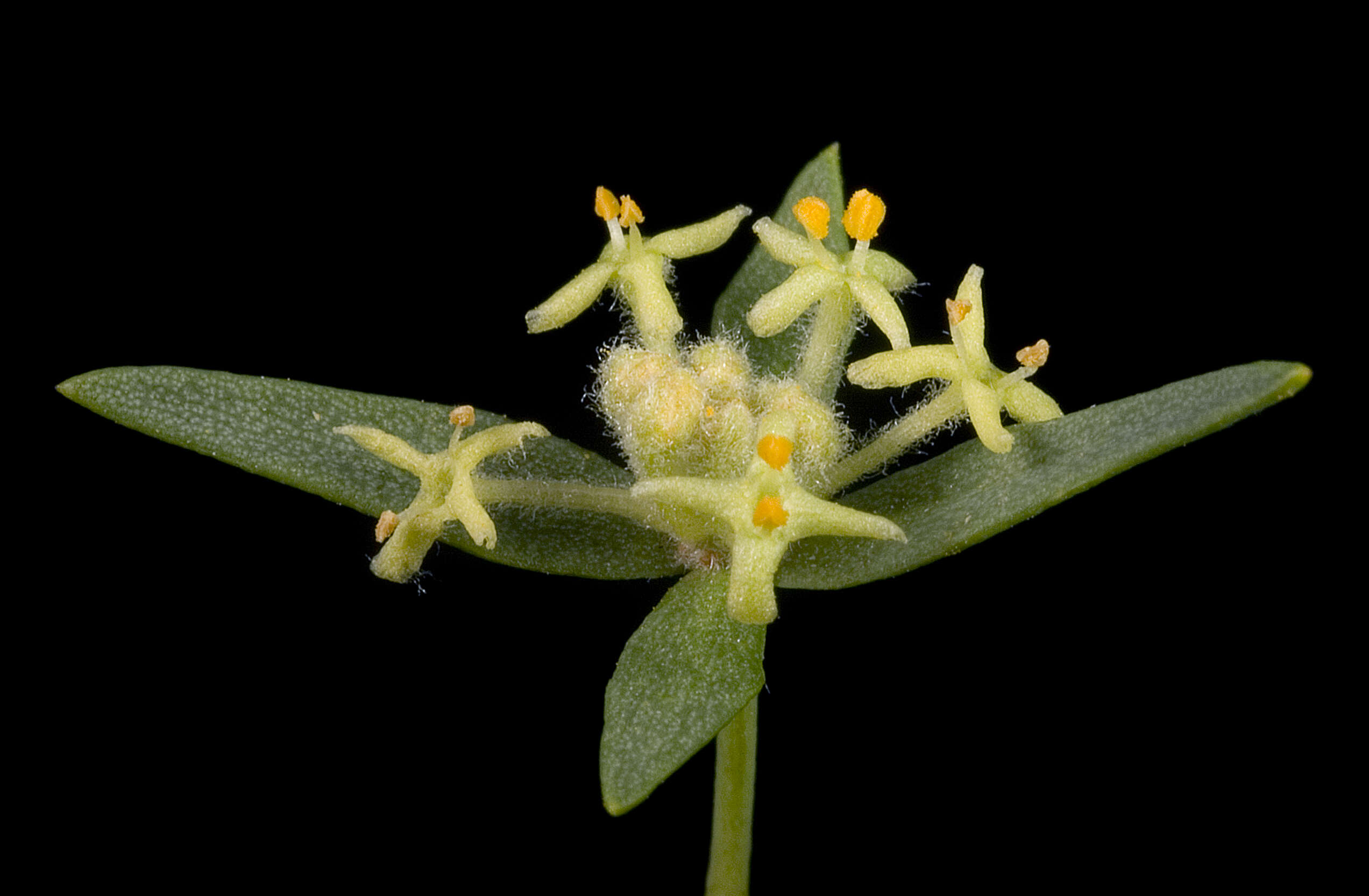 Image of Pimelea microcephala R. Br.