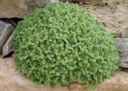 Image of Dionysia aretioides (Lehm.) Boiss.