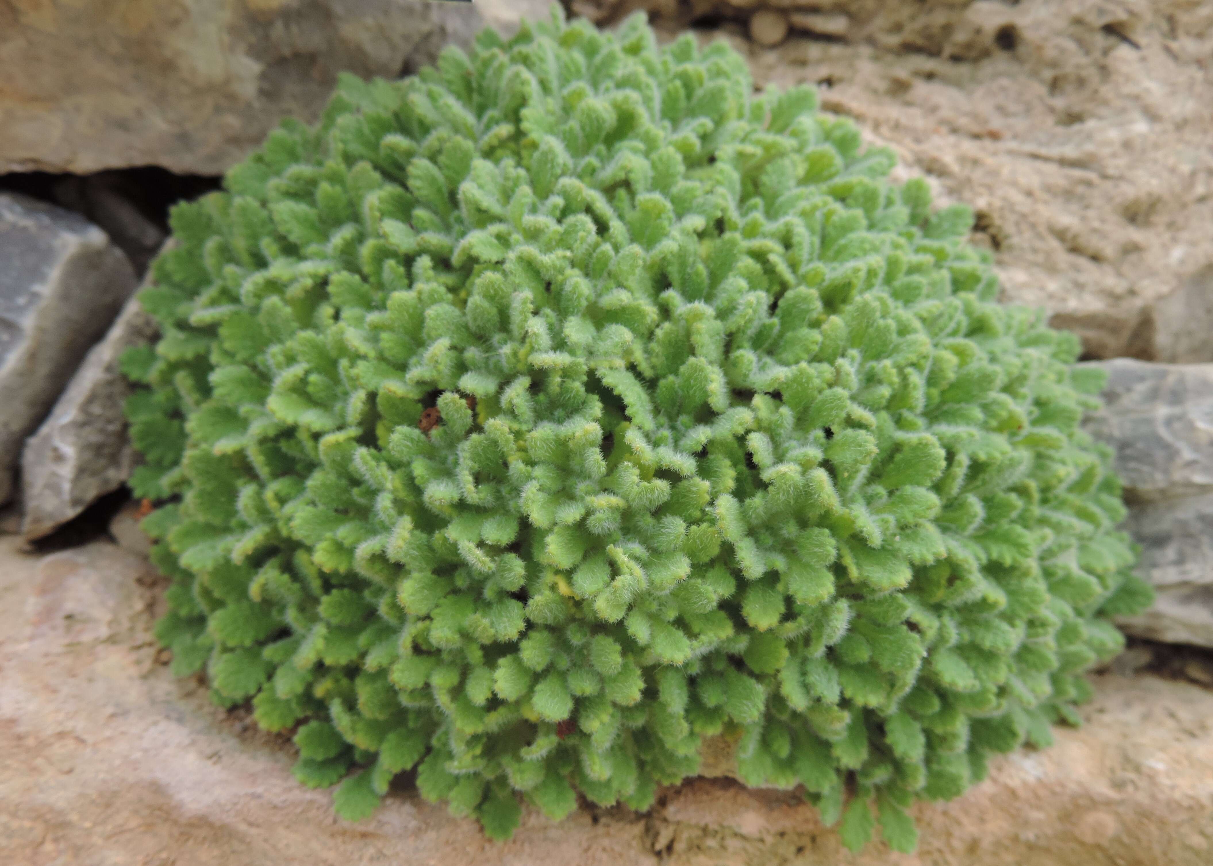 Image of Dionysia aretioides (Lehm.) Boiss.