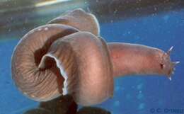 Image of Atlantic Hagfish