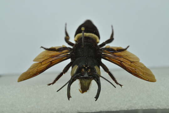 Image de Megachile pluto Smith 1860
