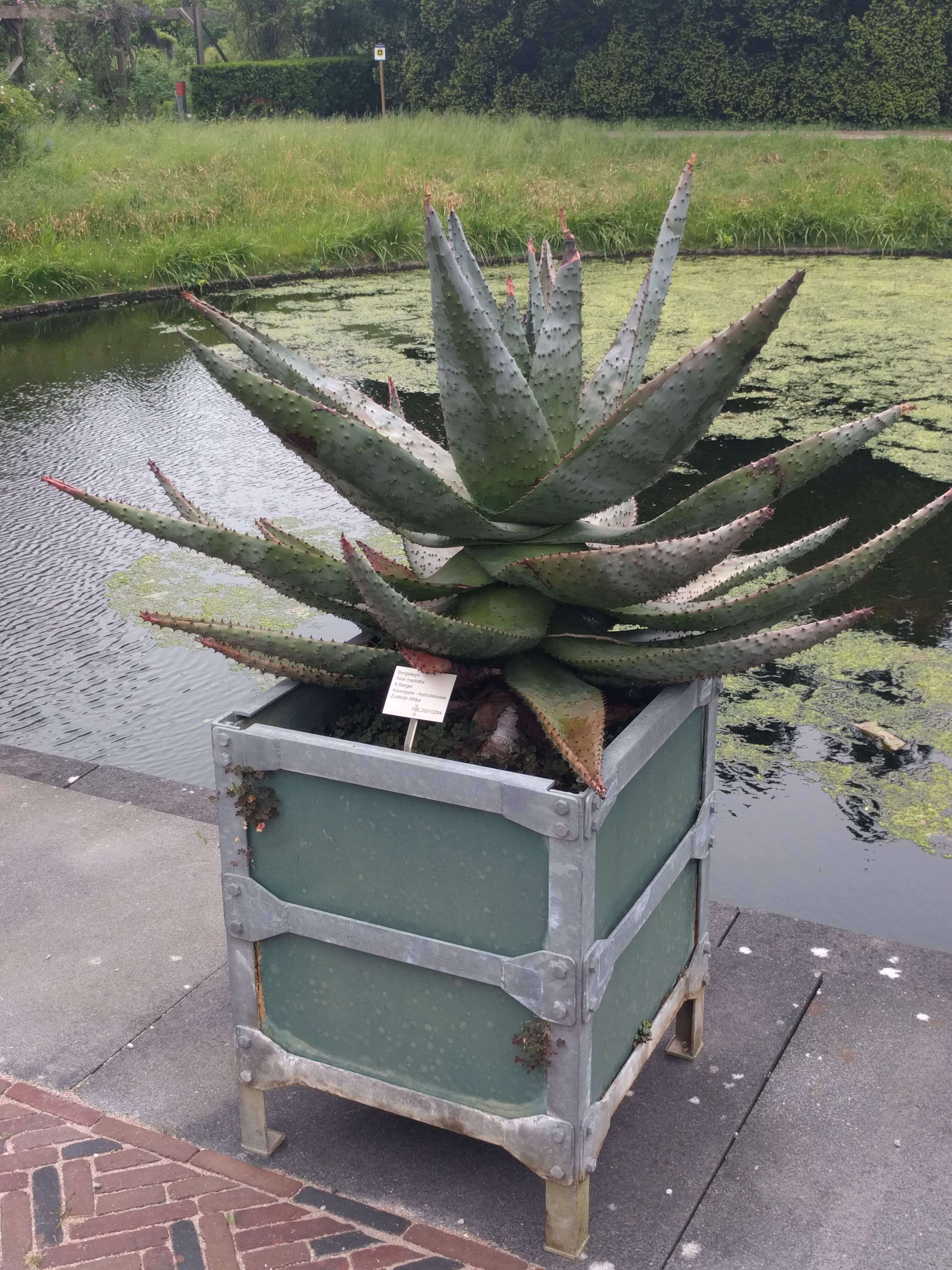 Image of Mountain aloe