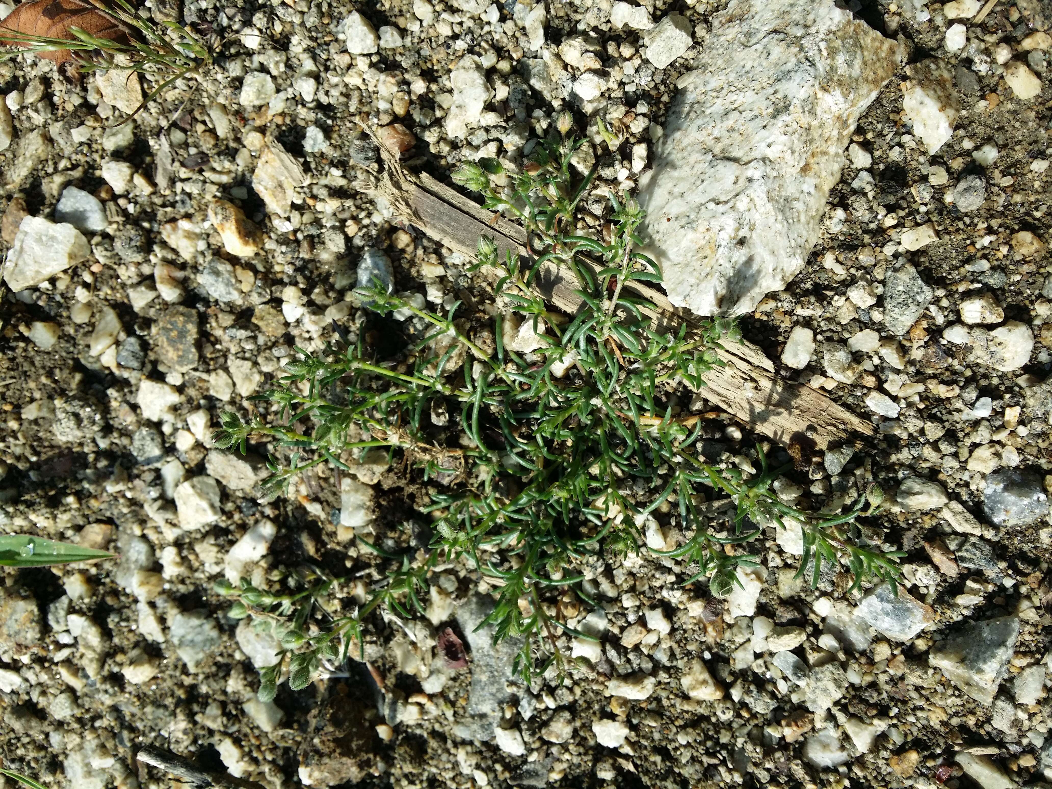 Image of red sandspurry