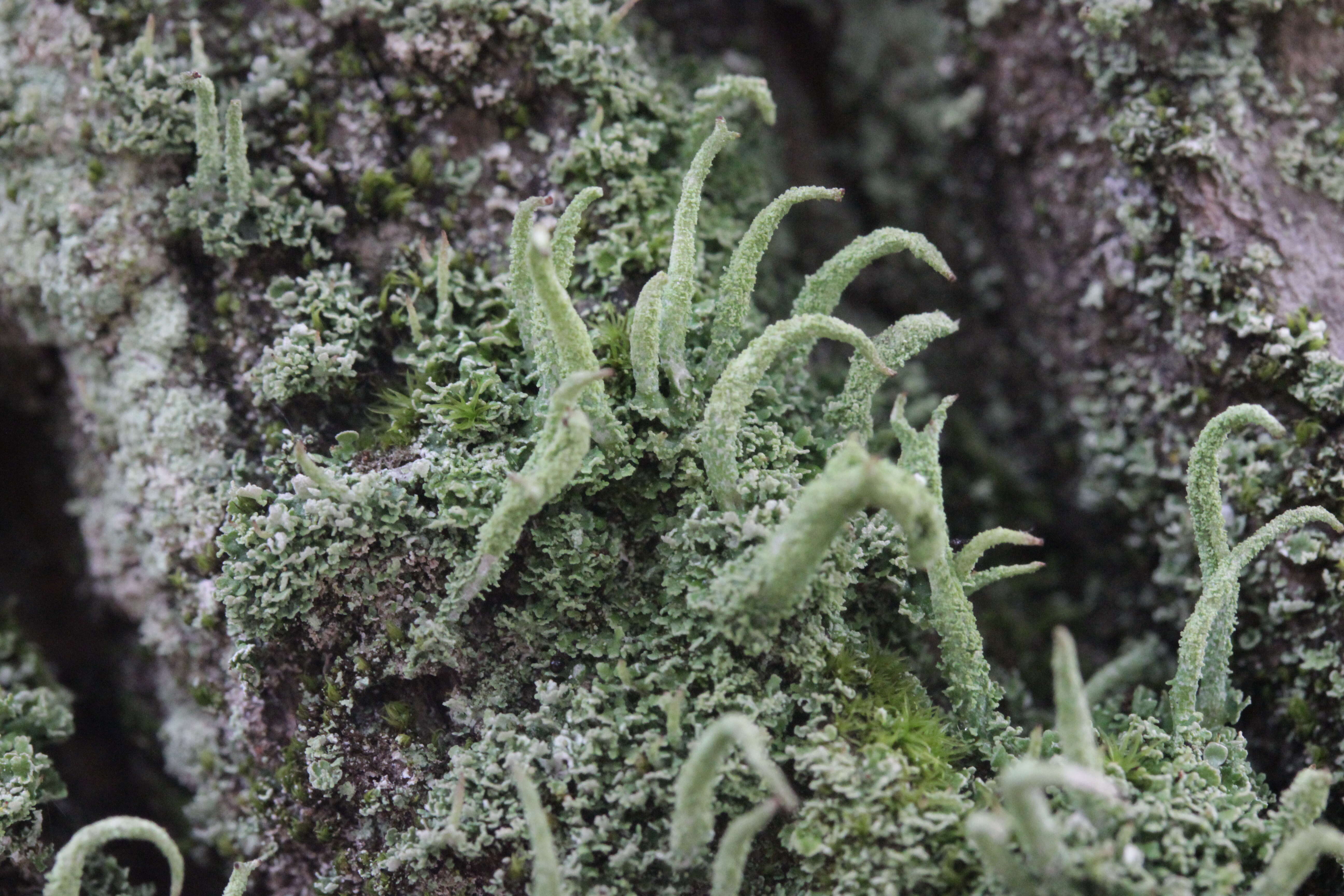 صورة Cladonia coniocraea (Flörke) Spreng.