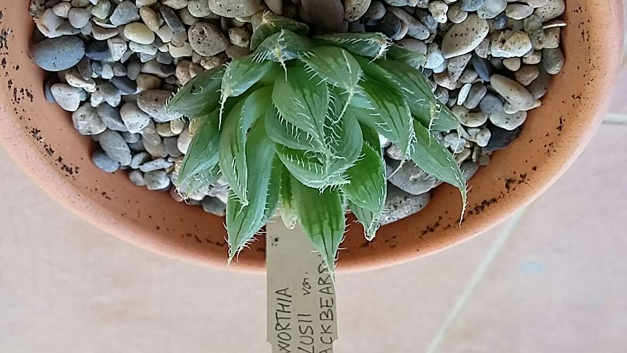 Image of Haworthia bolusii Baker