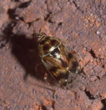 Image of Deraeocoris nebulosus (Uhler 1872)