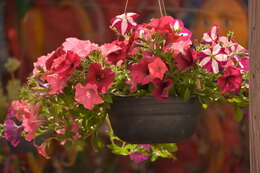 Image of petunia