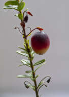 Image of Vaccinium macrocarpon