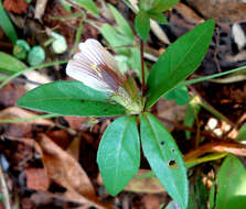 Blepharis maderaspatensis (L.) Heyne ex Roth resmi