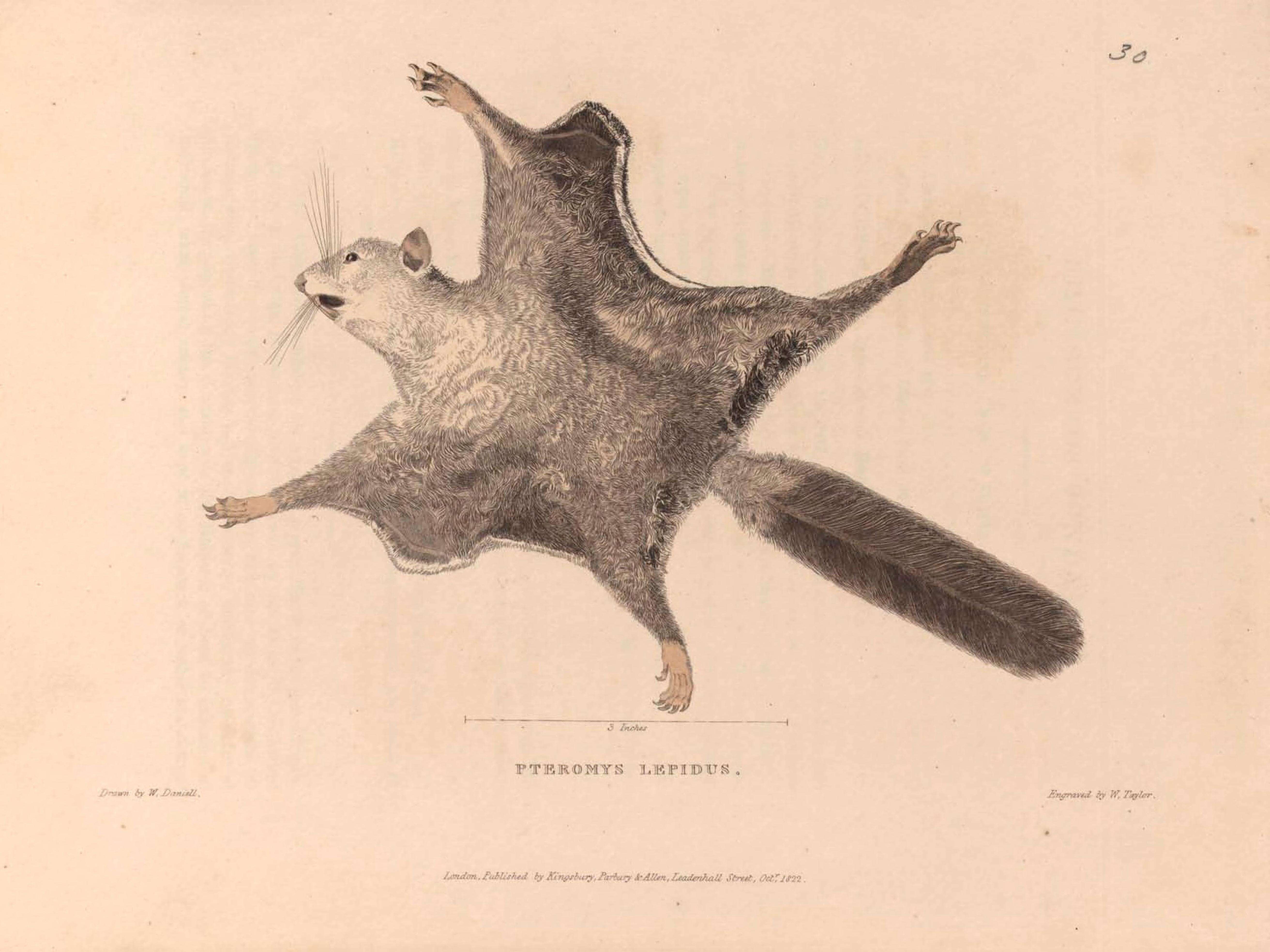 Image of Hylopetes Thomas 1908