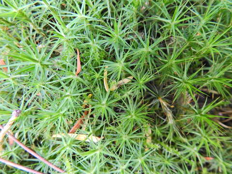 Image of Bank Haircap Moss