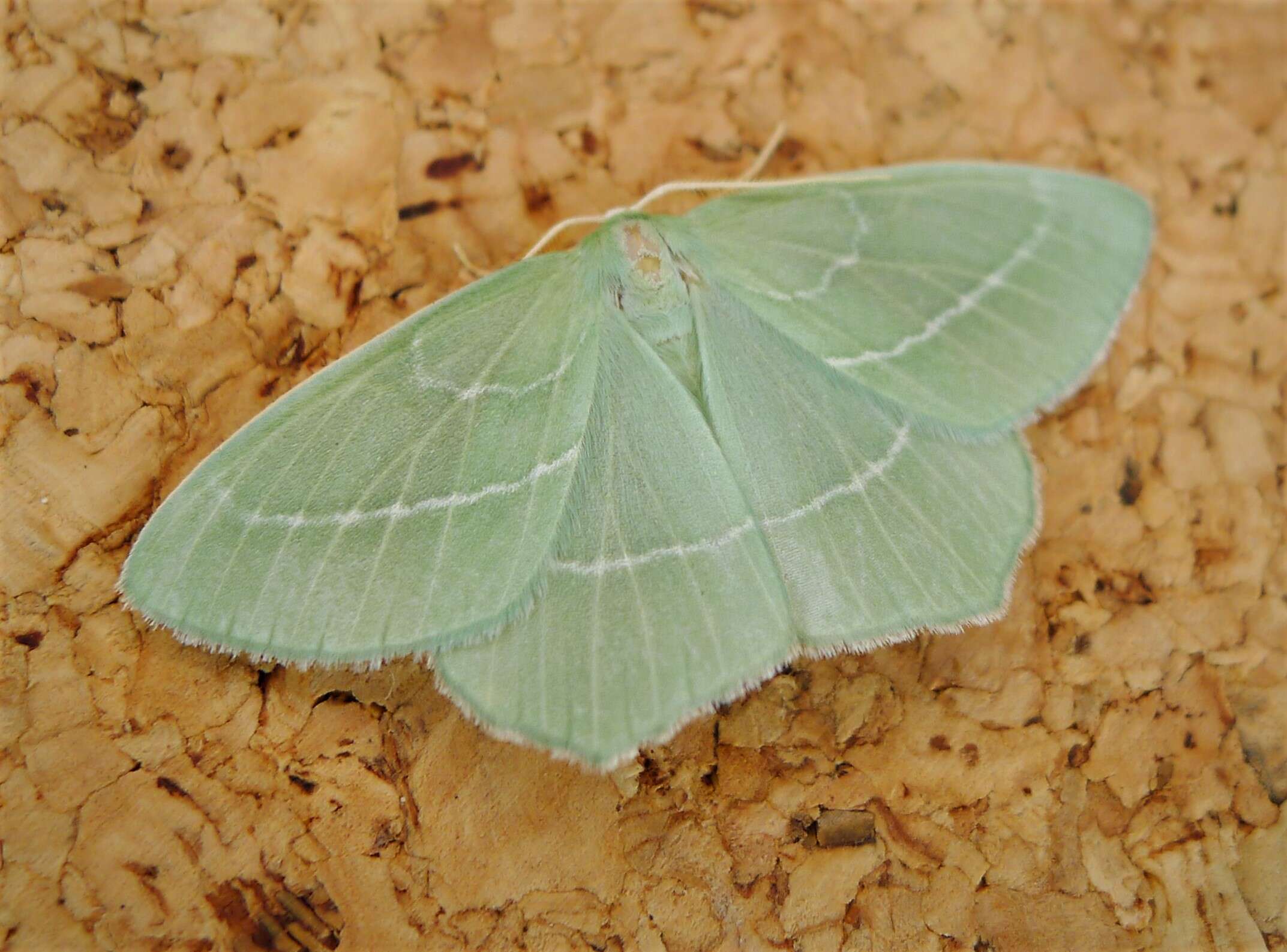 Image of small emerald moth