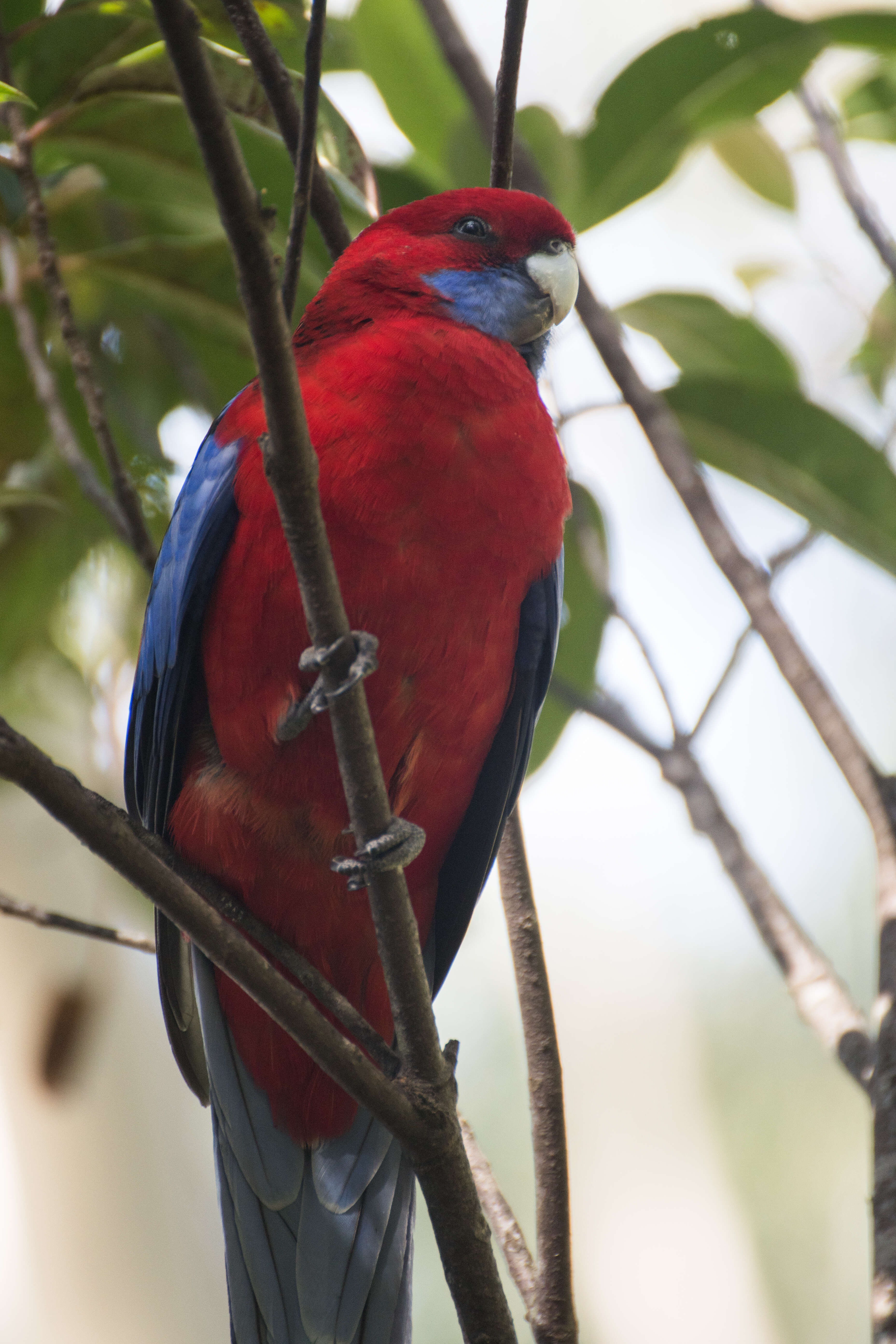 Image de Perruche de Pennant