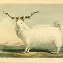Image of Angora Goat