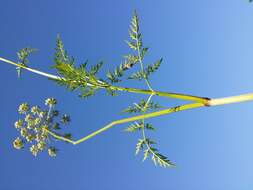 Image of Peucedanum palustre