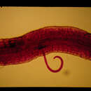 Image of <i>Helicotylenchus dihystera</i>