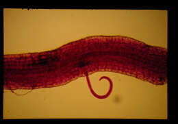 Image de <i>Helicotylenchus dihystera</i>