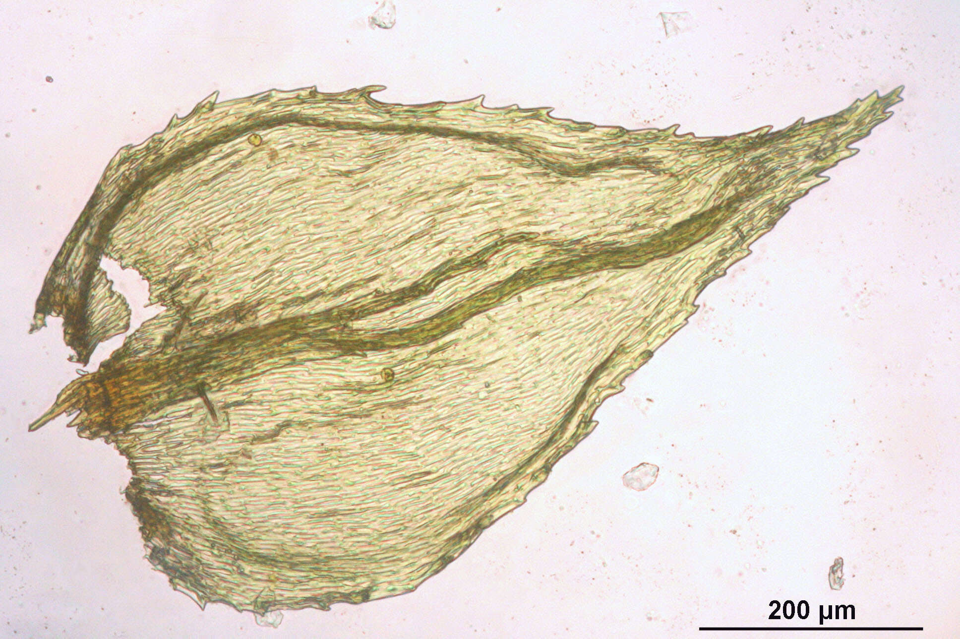 Image of hylocomiastrum moss