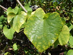 صورة Aristolochia elegans Mast.