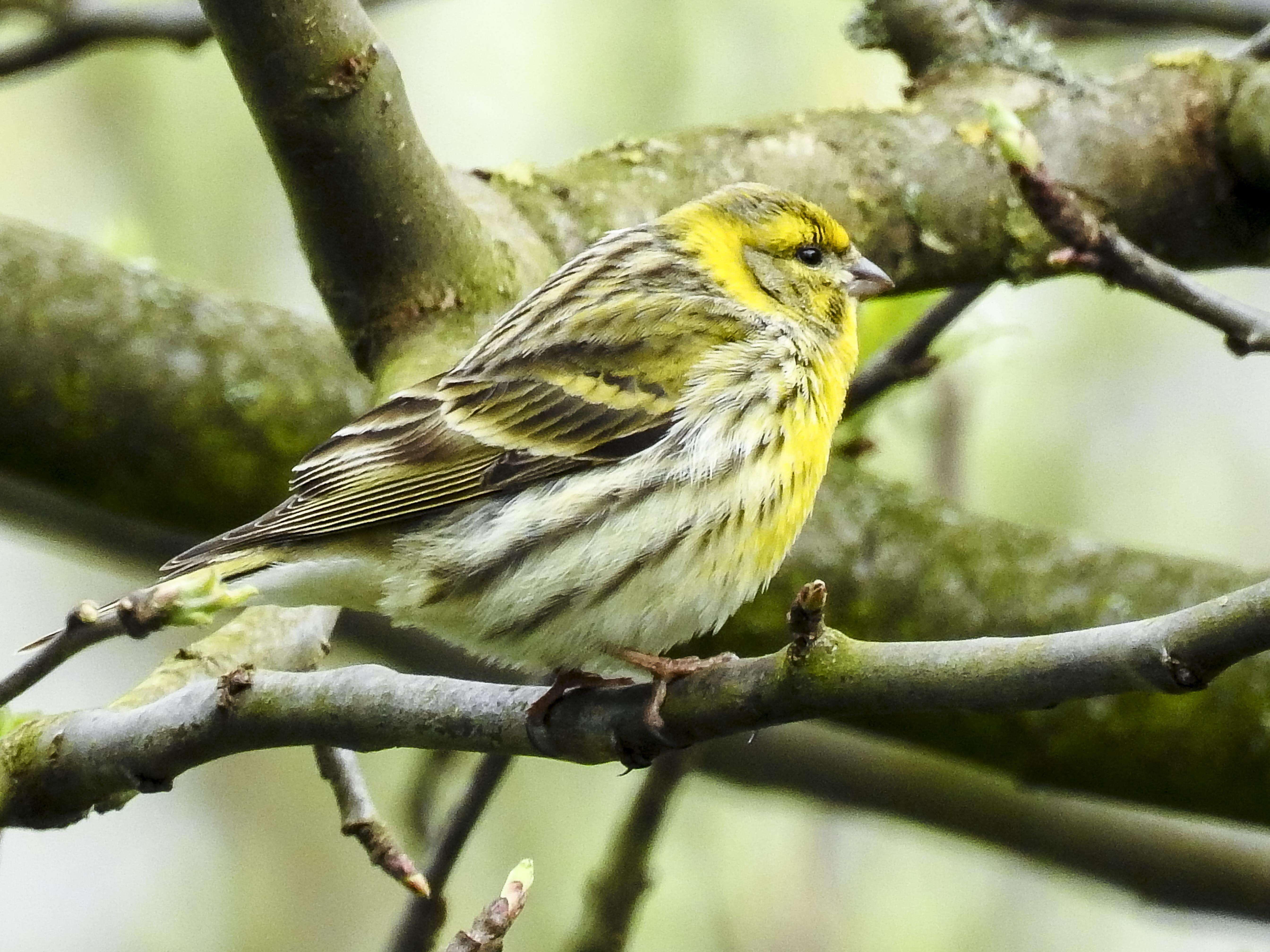 Image of serin, european serin