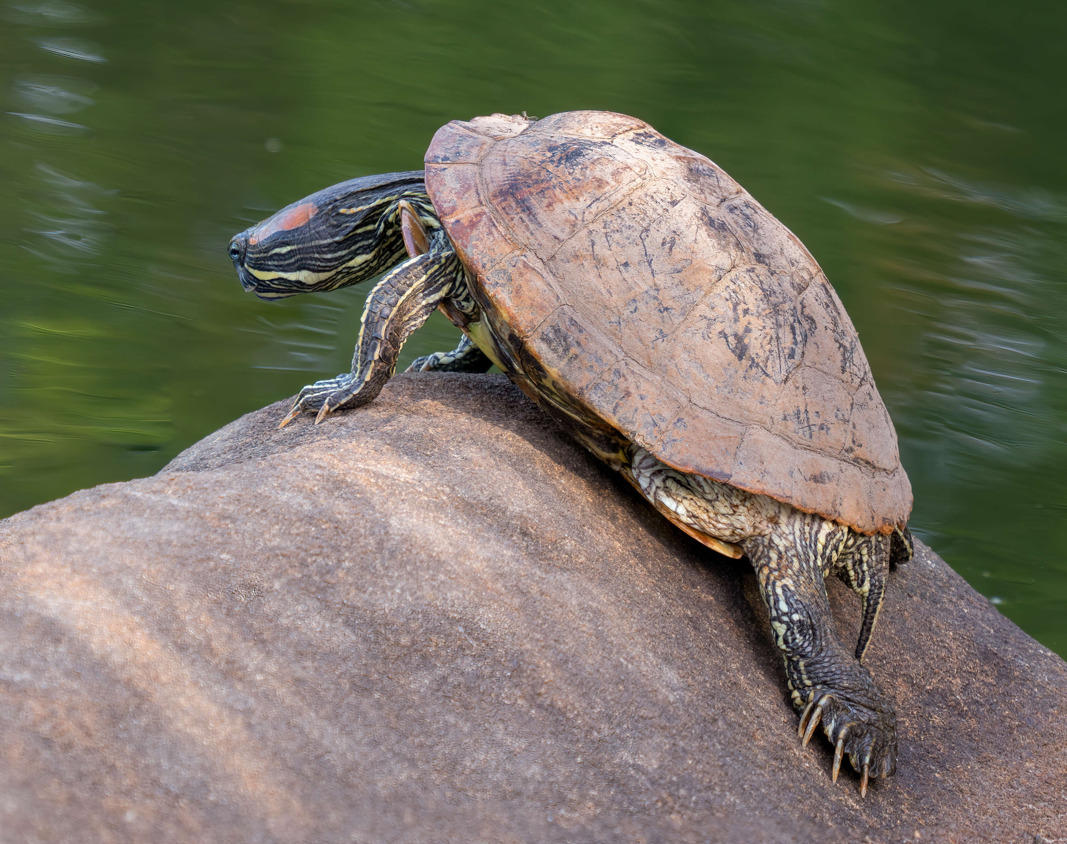 Image of slider turtle, red-eared terrapin, red-eared slider