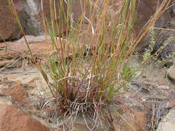 Image de Schizachyrium scoparium (Michx.) Nash