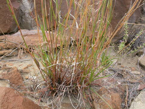 Imagem de Schizachyrium scoparium (Michx.) Nash