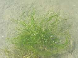 Image of pondweed