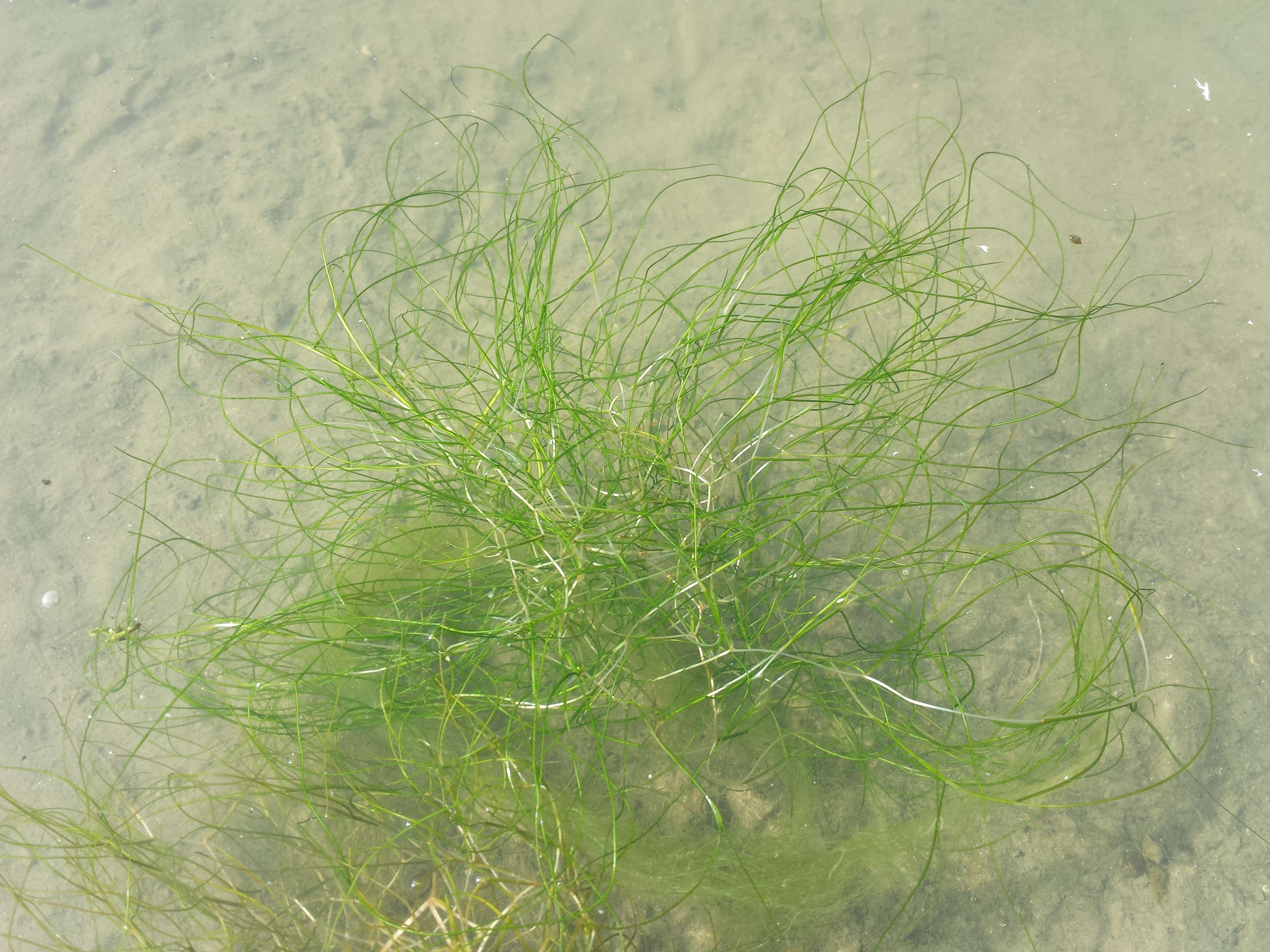 Image of pondweed