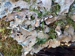 Image of felt lichen