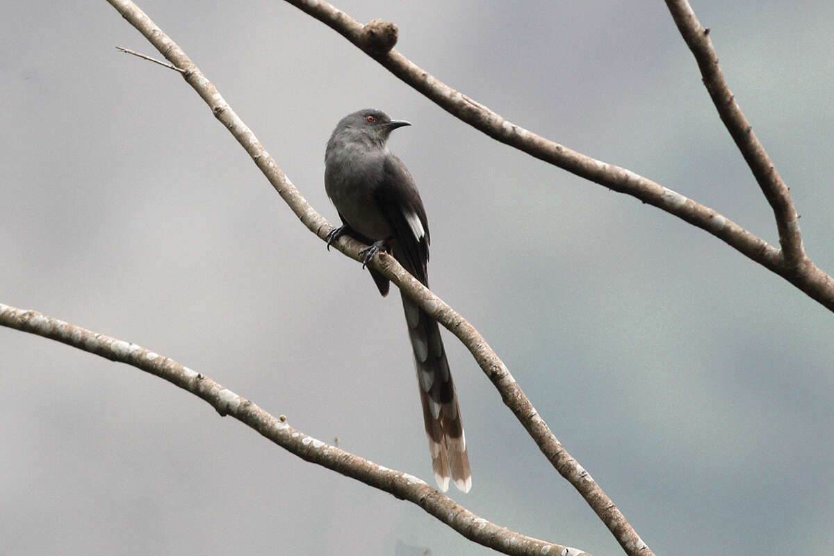 Image of Long-tailed Sibia