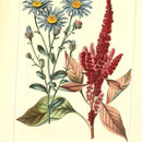Image of European Michaelmas-daisy