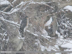 Image of Eurasian Sparrowhawk