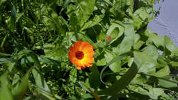 Image of pot marigold