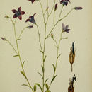 Image of spreading bellflower
