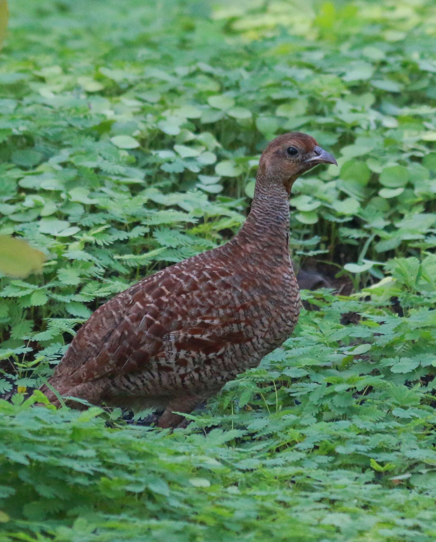 Image of Gray Francolin