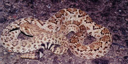 Image of Western Diamond-backed Rattlesnake