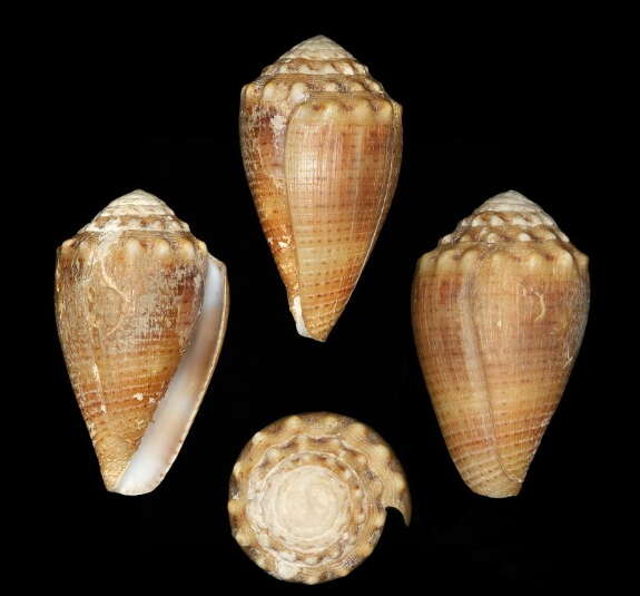 Image of Conus miliaris Hwass ex Bruguière 1792