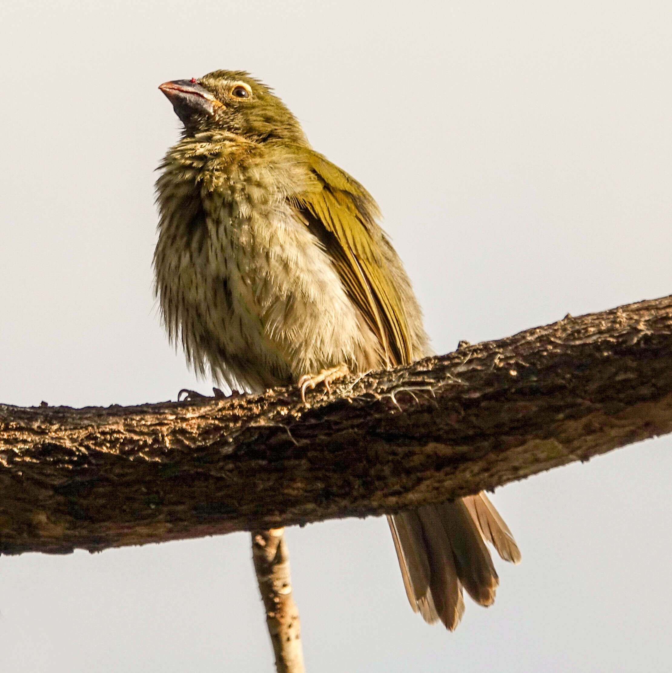 Image of Streaked Saltator