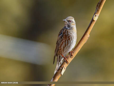 Image of Altai Accentor