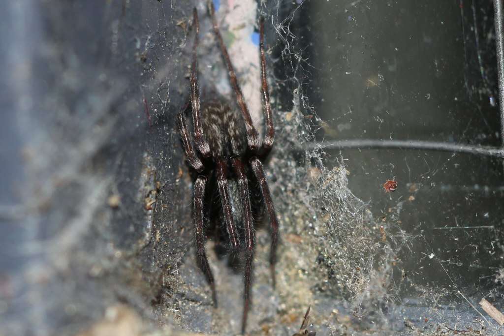 Image of Desid spider