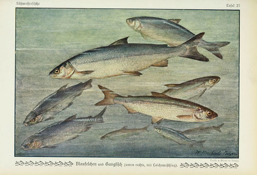 Image of Blaufelchen