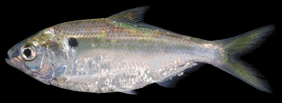 Image of Threadfin Shad