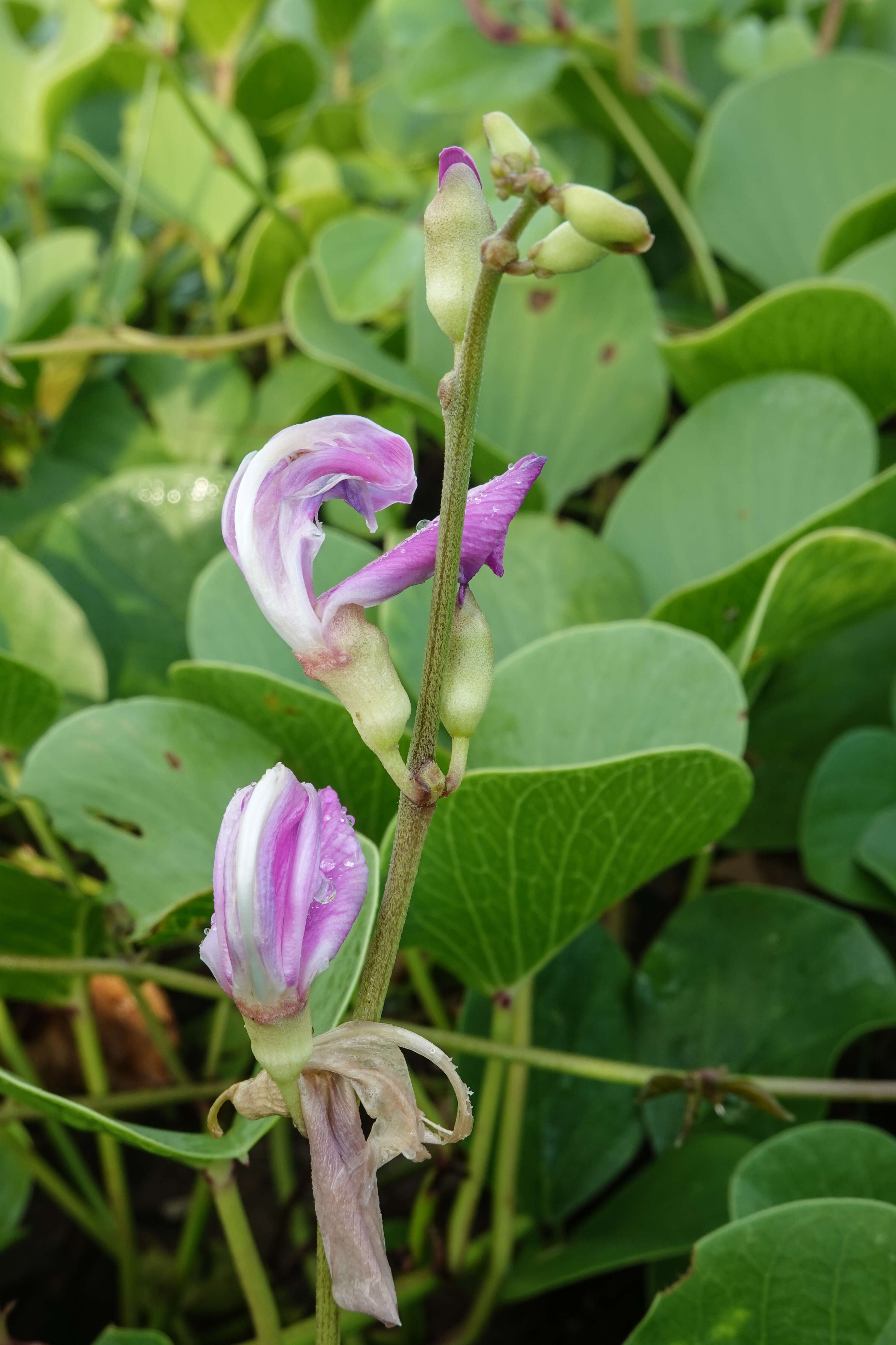 Ipomoea pes-caprae (L.) R. Brown resmi