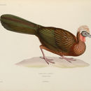 Image of white-crested guan
