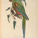 Image of Red-fronted macaw